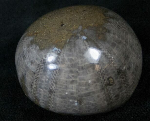 Polished Sea Urchin From Morocco (Jurassic) #14299